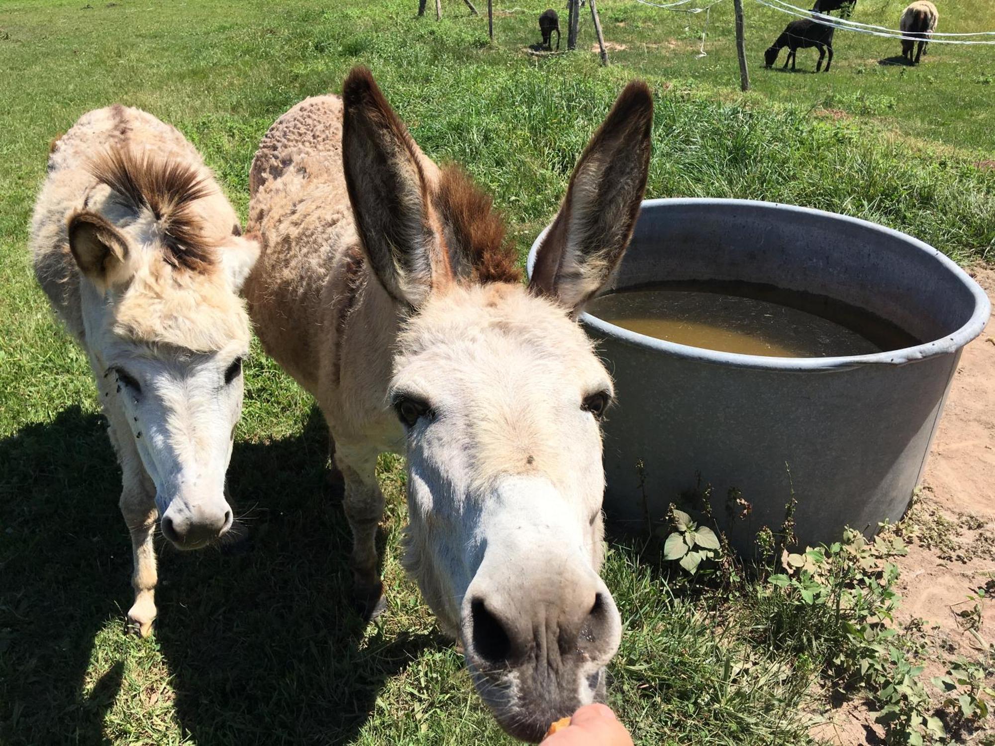 Camping La Ferme De Perdigat Limeuil Esterno foto